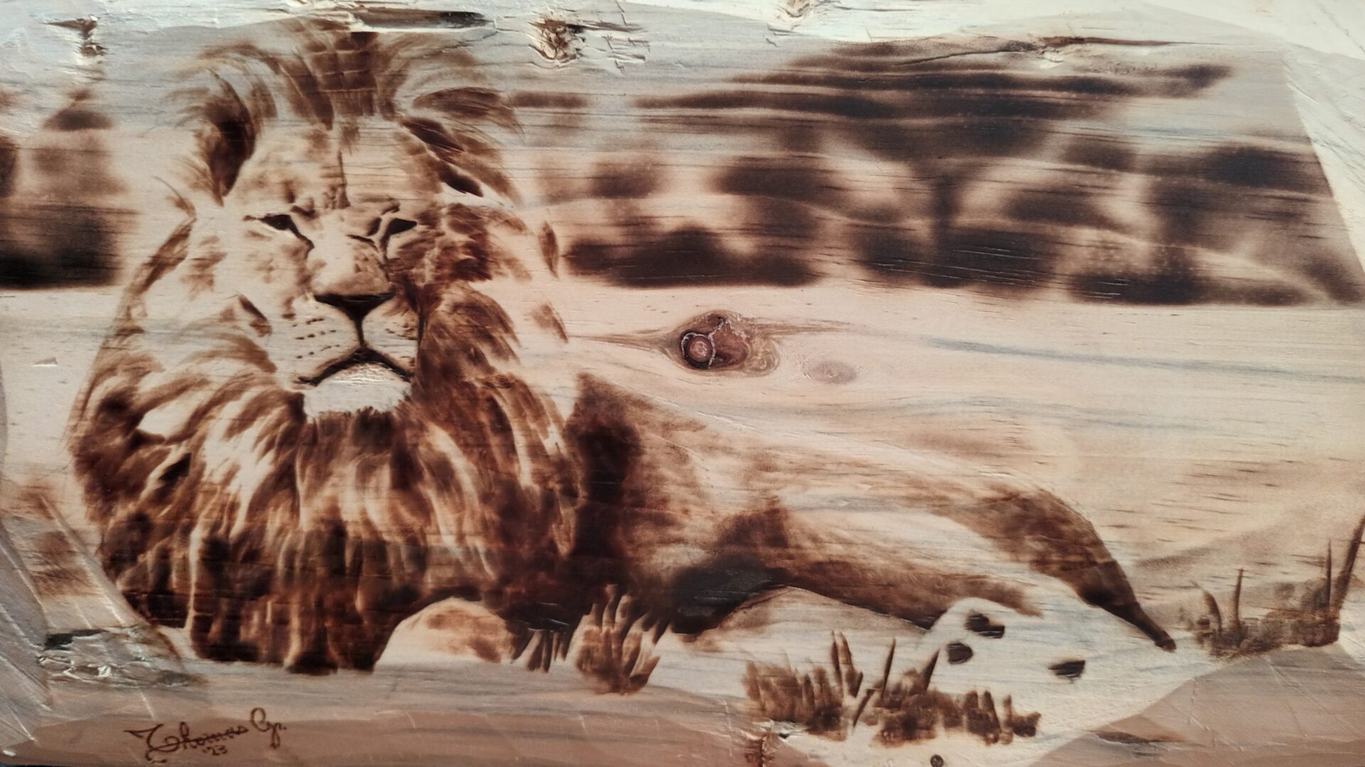 Leone nella savana su legno di cirmolo. Pirografia, 2023.. Pirografia, 2023
